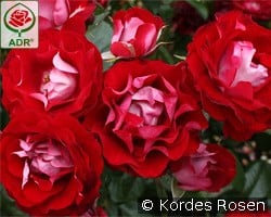 Rose der Einheit