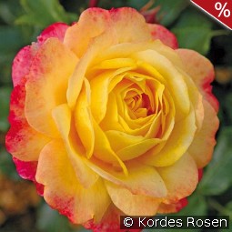 Rose der Hoffnung
