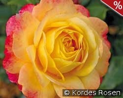 Rose der Hoffnung kaufen, clicken für mehr Details Rose der Hoffnung
