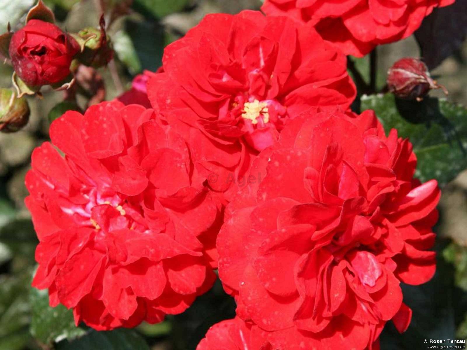Rose ‘Rose von Oldenburg‘ (wurzelnackte Rose)