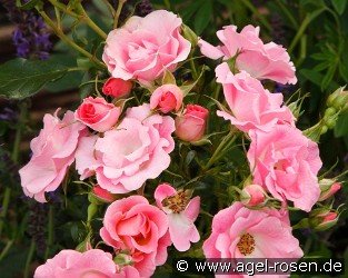 Roselina