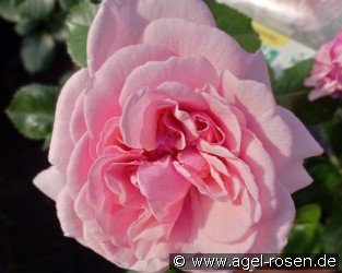 Rosemantic Pink