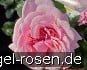 Rosemantic Pink kaufen