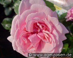 Rosemantic Pink