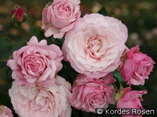 Rosenfaszination