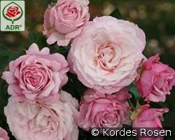 Rosenfaszination kaufen, clicken für mehr Details Rosenfaszination