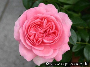 Rosenfee