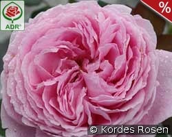 Rosengräfin Marie Henriette kaufen, clicken für mehr Details Rosengräfin Marie Henriette