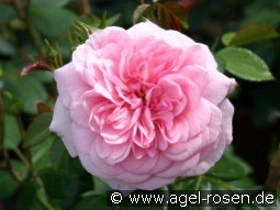 Roseninsel kaufen, clicken für mehr Details Roseninsel