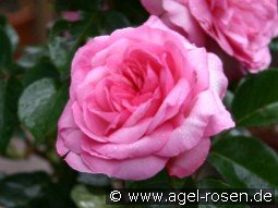 Roseraie du Chatelet kaufen, clicken für mehr Details Roseraie du Chatelet