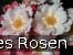 Roseromantic