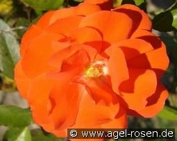 Rosi Mittermaier kaufen, clicken für mehr Details Rosi Mittermaier