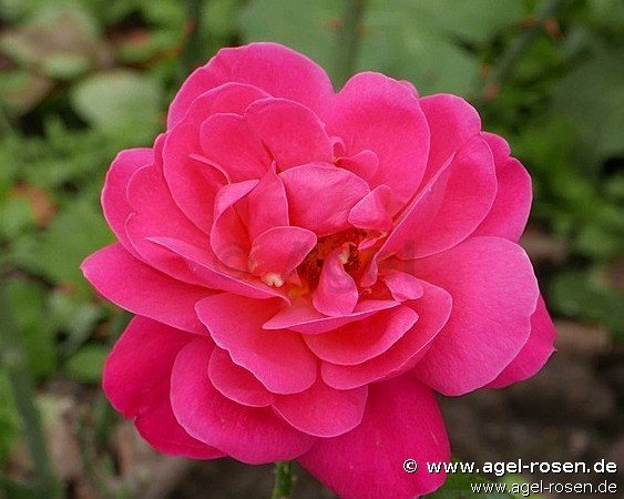 Rose ‘Rote Csárdás‘ (6,5-Liter Topf)