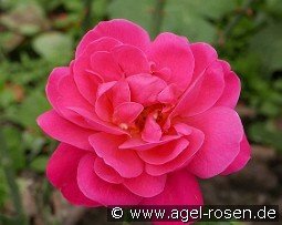 Rote Csárdás kaufen, clicken für mehr Details Rote Csárdás