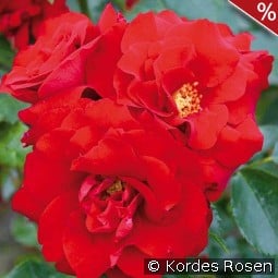 Roter Drache