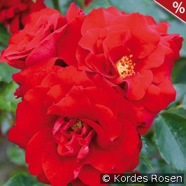 Roter Drache
