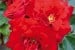 Roter Drache