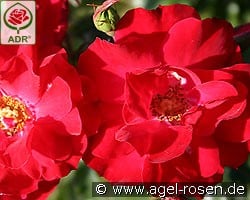 Rotilia kaufen, clicken für mehr Details Rotilia