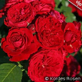 Rotkäppchen