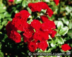 Rouge Meidiland syn Ondella kaufen, clicken für mehr Details Rouge Meidiland syn Ondella