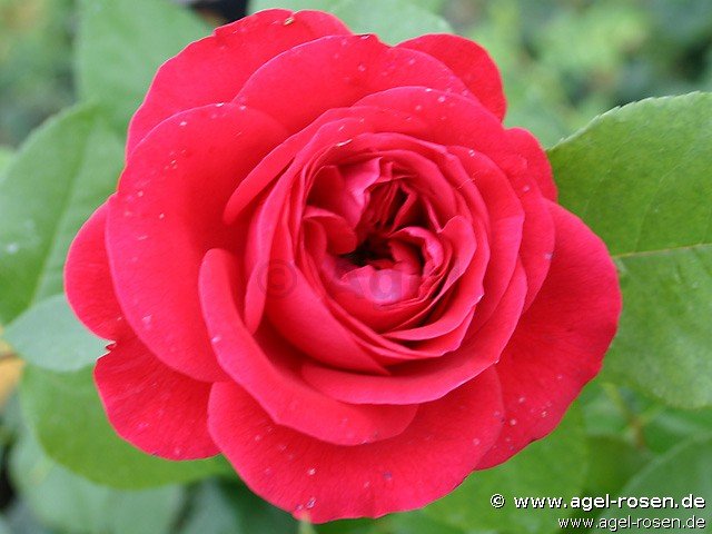 ADR-Rose ‘Rouge Meilove‘ (2-Liter Biotopf)