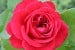 Rouge Meilove