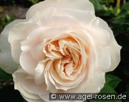 Royal Diva - Plant'n'Relax kaufen, clicken für mehr Details Royal Diva - Plant'n'Relax