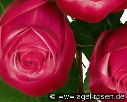 Royal Fairy kaufen, clicken für mehr Details Royal Fairy