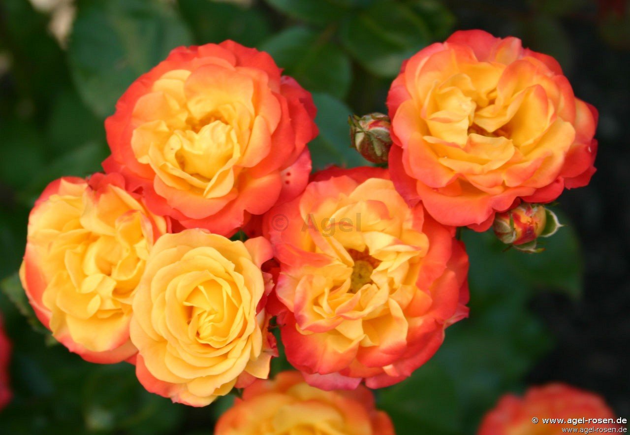 Rose ‘Rumba‘ (Hochstamm (~90cm), wurzelnackt)
