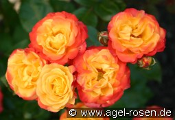 Rumba kaufen, clicken für mehr Details Rumba