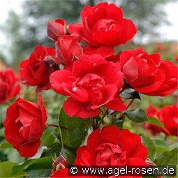 Saint-Vincent kaufen, clicken für mehr Details Saint-Vincent