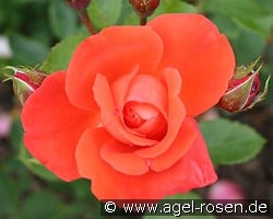 Salzajubiläum kaufen, clicken für mehr Details Salzajubiläum