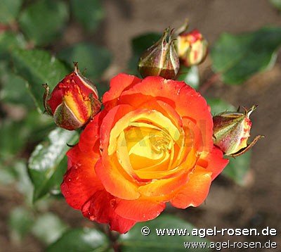 Rose ‘Samba 1964‘ (2-Liter Biotopf)