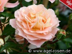 Sangerhäuser Jubiläumsrose