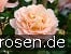 Sangerhäuser Jubiläumsrose