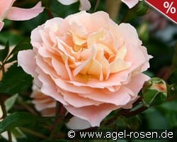 Sangerhäuser Jubiläumsrose kaufen, clicken für mehr Details Sangerhäuser Jubiläumsrose