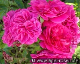 Sangria Meidiland kaufen, clicken für mehr Details Sangria Meidiland