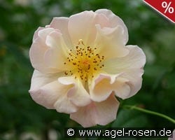 Scented Whisper kaufen, clicken für mehr Details Scented Whisper