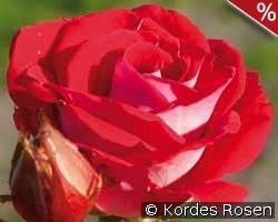 Schöne Koblenzerin - Marie Rottrová kaufen, clicken für mehr Details Schöne Koblenzerin - Marie Rottrová