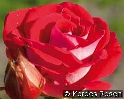 Schöne Koblenzerin - Marie Rottrová kaufen, clicken für mehr Details Schöne Koblenzerin - Marie Rottrová