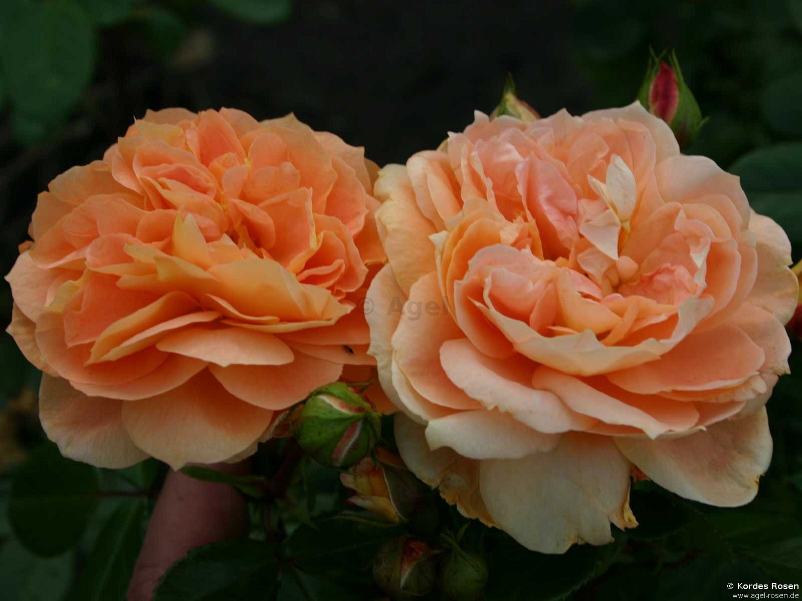 Rose ‘Schöne vom See‘ (6,5-Liter Topf)