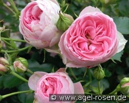 She Loves You - Plant'n'Relax kaufen, clicken für mehr Details She Loves You - Plant'n'Relax