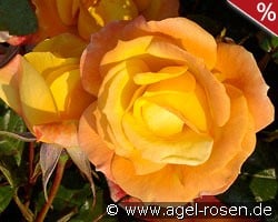Soleil du Monde kaufen, clicken für mehr Details Soleil du Monde