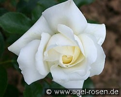 Summer Palace kaufen, clicken für mehr Details Summer Palace