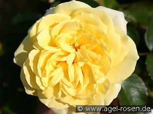 Sunlight Romantica