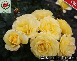 Sunmaid kaufen, clicken für mehr Details Sunmaid