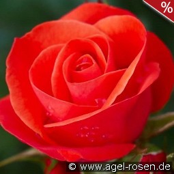 Sweet Garden Party
