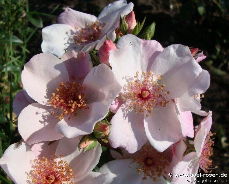 Rose ‘Sweet Pretty‘ (Hochstamm (~90cm), wurzelnackt)