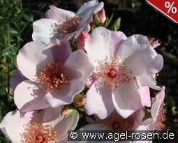 Sweet Pretty kaufen, clicken für mehr Details Sweet Pretty