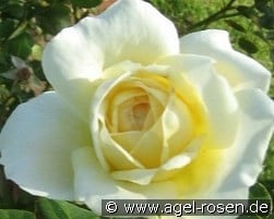 Tchaikovski kaufen, clicken für mehr Details Tchaikovski